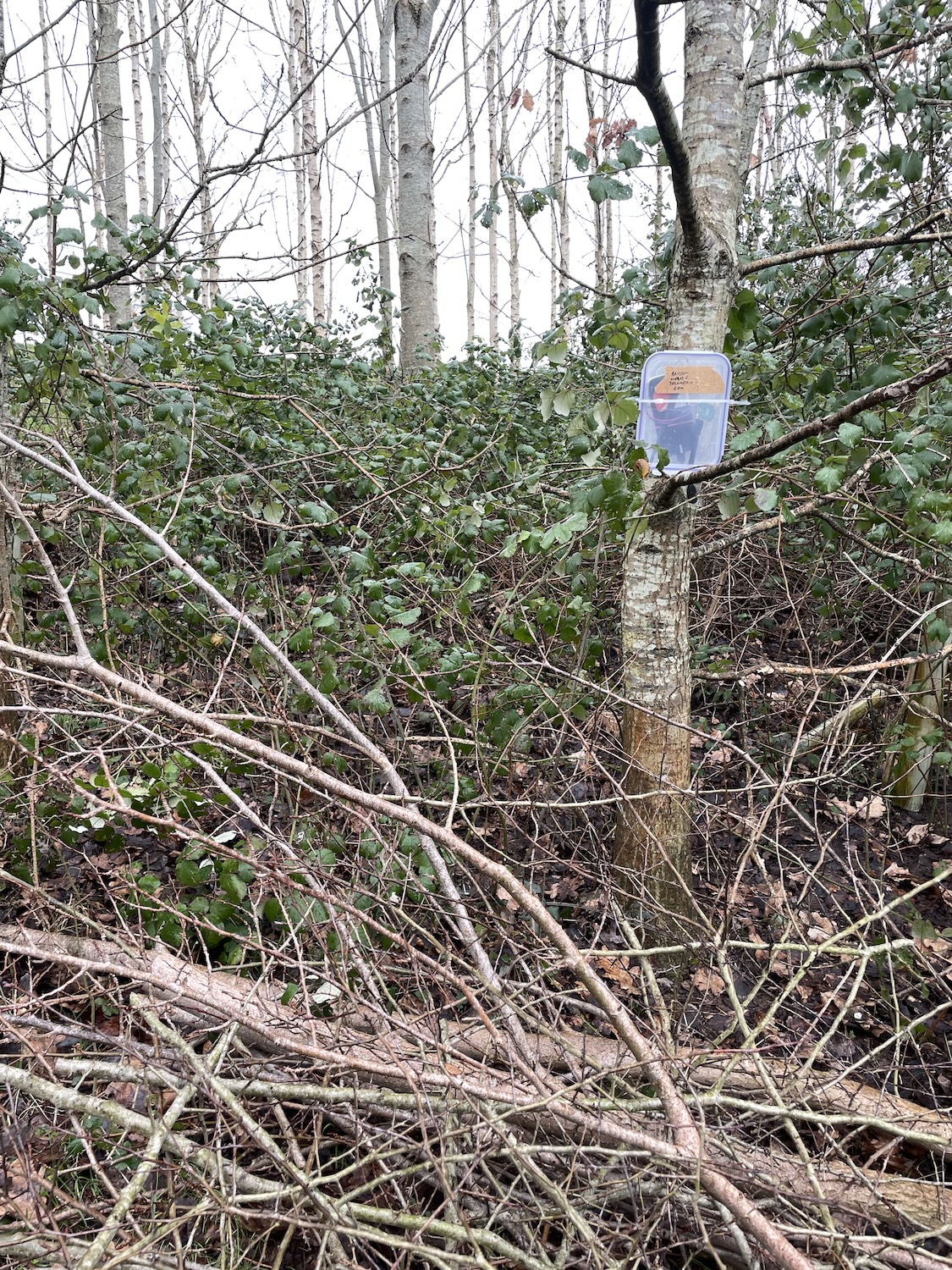 A detector in a plastic box, attached to a tree